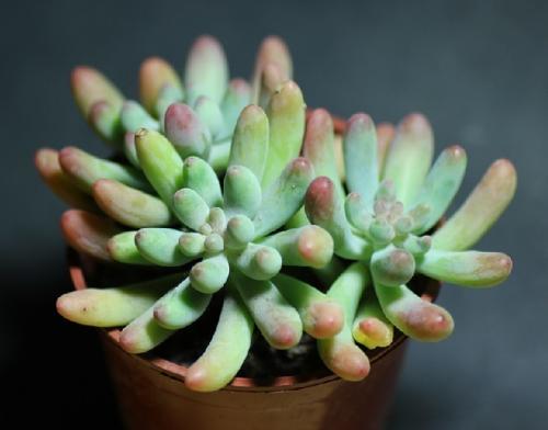 ϺҽԱִȾΣͲֱӱ